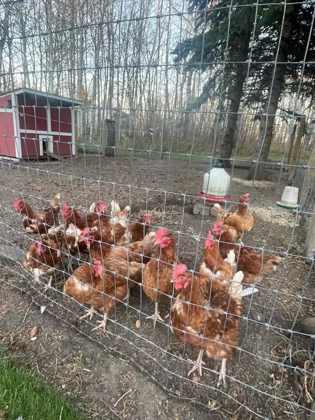 laying chickens