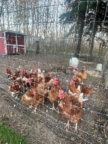 laying chickens