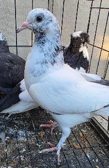 young pigoen for sale
