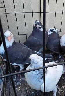 young pigoen for sale - Photo 3