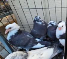 young pigoen for sale - Photo 4