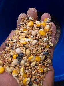 pigoen mix for sale