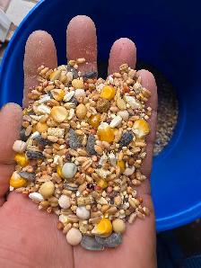 pigoen mix for sale - Photo 2