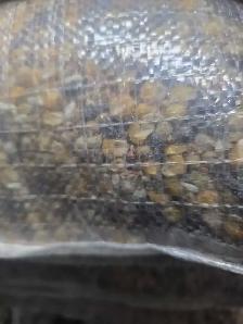 pigoen mix for sale - Photo 3