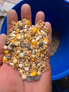 pigoen mix for sale - Photo 6