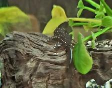 L183 starlight bristlenose 1'-1.5'