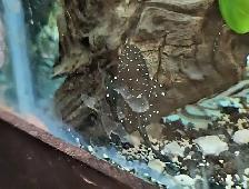 L183 starlight bristlenose 1'-1.5' - Photo 2