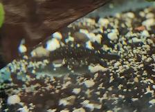 L183 starlight bristlenose 1'-1.5' - Photo 3
