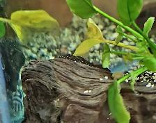 L183 starlight bristlenose 1'-1.5' - Photo 4