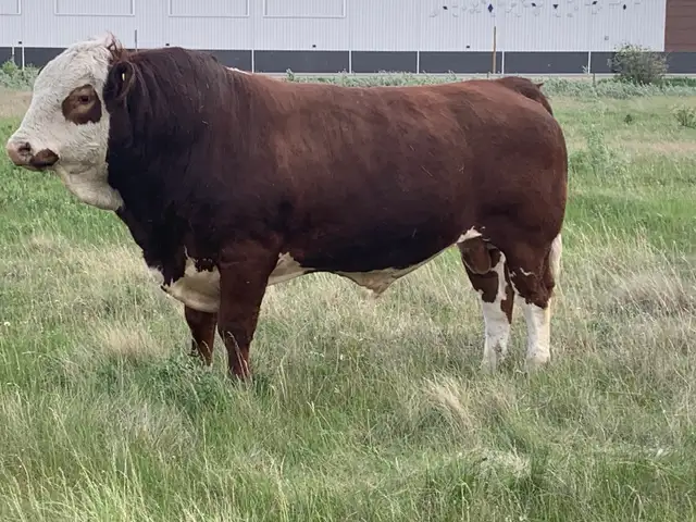 Simmental bull