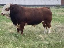 Simmental bull
