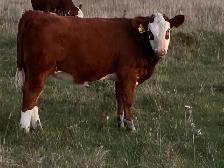 Simmental bull - Photo 3
