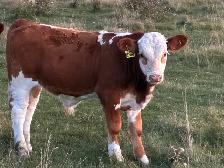 Simmental bull - Photo 4