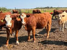 Simmental bull - Photo 5