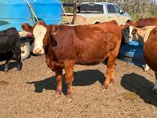 Simmental bull - Photo 6