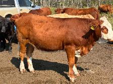 Simmental bull - Photo 7