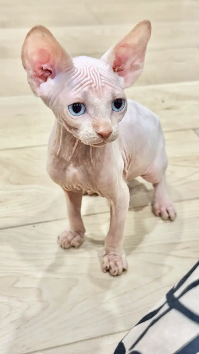 Blue eyes Sphynx Kitten