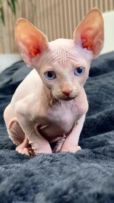 Blue eyes Sphynx Kitten - Photo 2