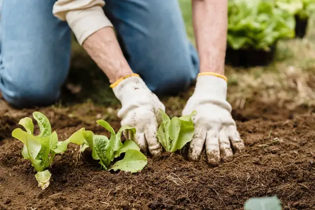 Dark Planting Soil Mix for Fall Veggie Beds & New Shrubs