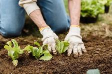 Dark Planting Soil Mix for Fall Veggie Beds & New Shrubs