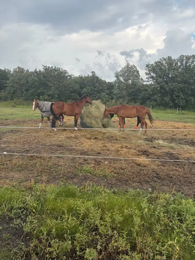 horse boarding - stony mountain area