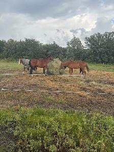 horse boarding - stony mountain area