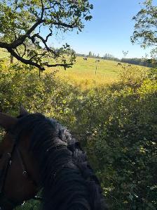horse boarding - stony mountain area - Photo 3