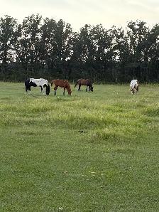 horse boarding - stony mountain area - Photo 5