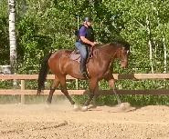 Horseback Riding Lessons - Photo 4