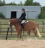 Horseback Riding Lessons - Photo 5
