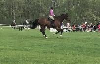 Horseback Riding Lessons - Photo 6