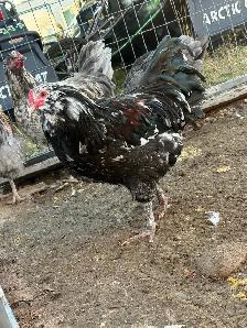 mottled Americana rooster