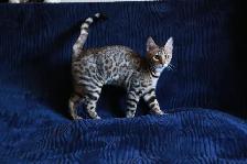 Stunning Bengal Kittens - Brown, Silver, Melanistic - TICA - Photo 4