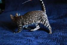 Stunning Bengal Kittens - Brown, Silver, Melanistic - TICA - Photo 5