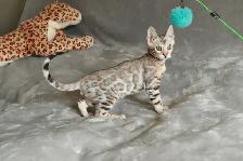 Stunning Bengal Kittens - Brown, Silver, Melanistic - TICA - Photo 6