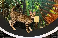 Stunning Bengal Kittens - Brown, Silver, Melanistic - TICA - Photo 7