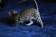 Leopard-look Bengal Kittens, TICA: Fall Prices