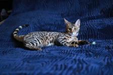 Leopard-look Bengal Kittens, TICA: Fall Prices - Photo 2