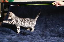 Leopard-look Bengal Kittens, TICA: Fall Prices - Photo 3