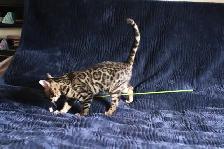 Leopard-look Bengal Kittens, TICA: Fall Prices - Photo 4
