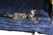 Leopard-look Bengal Kittens, TICA: Fall Prices - Photo 5