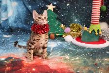 Leopard-look Bengal Kittens, TICA: Fall Prices - Photo 6