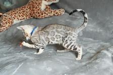 Leopard-look Bengal Kittens, TICA: Fall Prices - Photo 10
