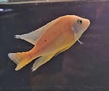 xl show males 4.5'-6' - Photo 6