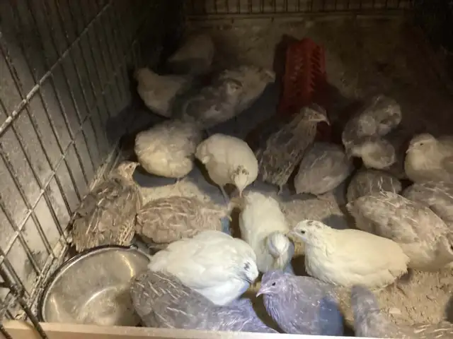 Breeding Colonies of JUMBO Quail