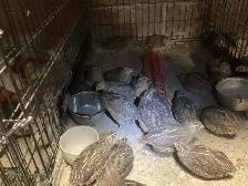 Breeding Colonies of JUMBO Quail - Photo 3