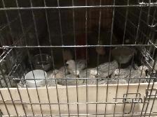 Breeding Colonies of JUMBO Quail - Photo 4