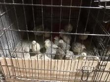Breeding Colonies of JUMBO Quail - Photo 5