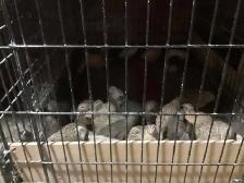 Breeding Colonies of JUMBO Quail - Photo 6