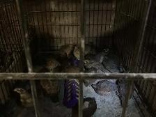 Breeding Colonies of JUMBO Quail - Photo 7